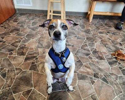 Simba - Jack Russell Terrier Male Dog for Adoption