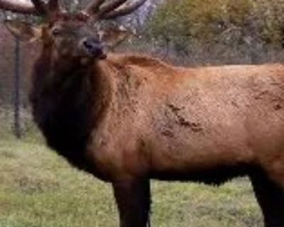 Big Game Hunter HD 2.5 Ladder stand