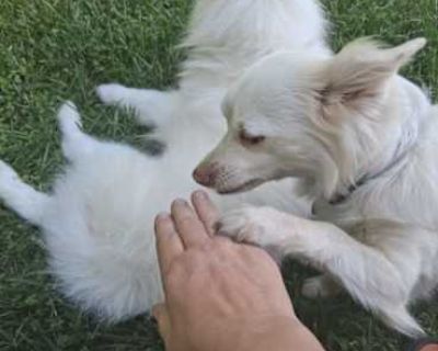 Haiku - Maltese/Chiweenie Mix Female Dog for Adoption