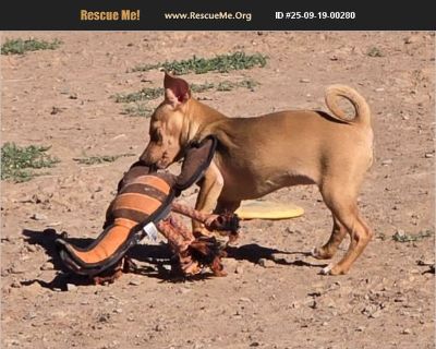 **Please scroll down and read the entire bio before emailing with questions. We will not respond to emails that ask questions already in the bio of the pet or generic questions of 'how old is it?', 'can I get more information?', 'oh it's so cute', etc. You must fill out an application in order to schedule an appointment. Here is a link to our online application https://almosthomenm.rescueivey.c...