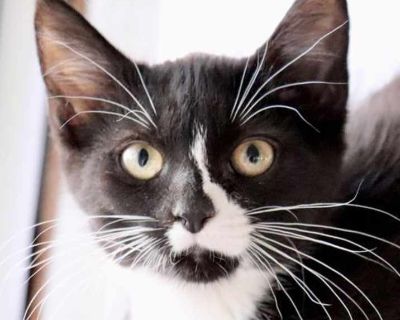 Child. Black & white or tuxedo. Hair: short. Microchipped. You can fill out an adoption application online on our official website. Pearly, Peppa, Phebe and Payne came to us after a family reached out about a stray cat that had now had her second litter. Mom and the older kittens were not friendly enough for adoption so they were all fixed and returned to the owner. The kittens were friendly an...