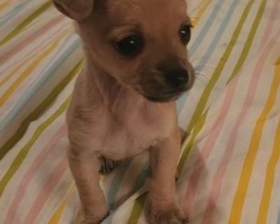 Small female adorable Chihuahua puppy 2 months old