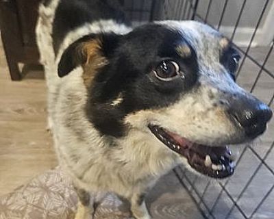 Melbourne - Australian Cattle Dog Male Dog for Adoption