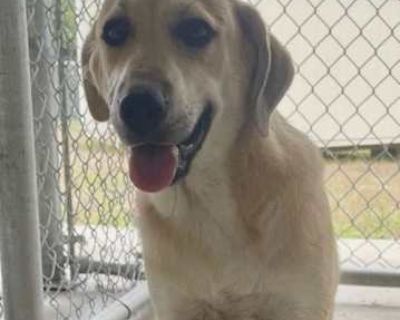 LaCombee \/ Holly - Labrador Retriever Female Dog for Adoption