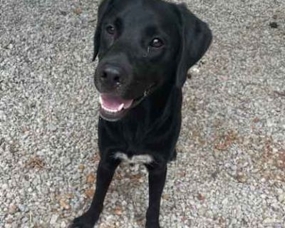 Spot - Labrador Retriever Male Dog for Adoption