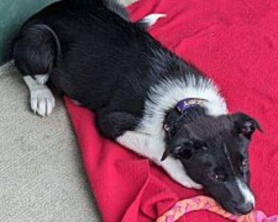 Brandy - Border Collie/Mixed Breed (Medium) Mix Female Puppy for Adoption