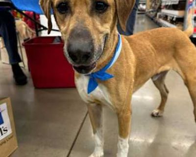 Sausage - Black Mouth Cur Male Dog for Adoption