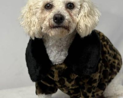 Lydia - Bichon Frise & Poodle Mix Female Dog for Adoption