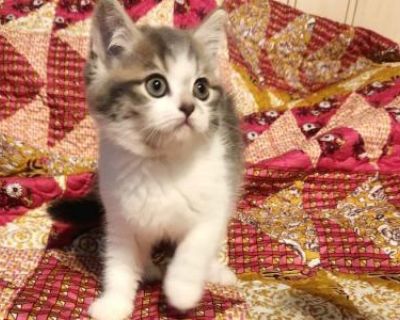 Household pet. Breeding not allowed. Not registered. All kittens are raised in the home by myself and my children. They are litter trained before they go home. They are very socialized from the day they are born and make amazing fur babies. Cloud will only be rehomed with her Grandfather. They both have an chronic eye issue. Won't cause anything but eye boogie but it can be spread among other c...