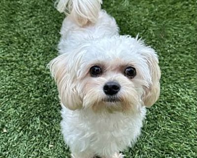 Archie - Maltese/Poodle (Miniature) Mix Male Dog for Adoption