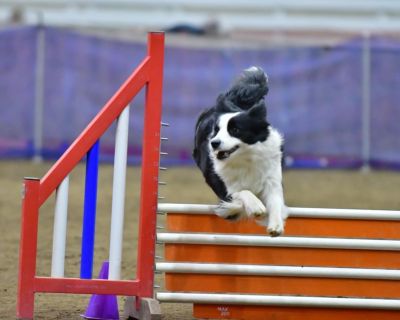 2 Male and 3 Female Border Collie Puppies for Sale