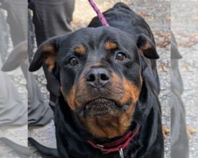 Adult * Location Hillsboro, NH, 07442 USA USA *. Dog Breed: Rottweiler. Adoption Fee: 500. Athena came to us when her entire canine family became homeless. A mother of two, Athena's children are no longer her responsibility -- and she's ready to go home. Athena is a social girl with knowledge of basic commands and house manners. She has lived with school aged kids, cats and other dogs. She is i...