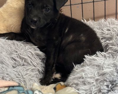 Carmen - Great Pyrenees & Labrador Retriever Mix Female Puppy for Adoption