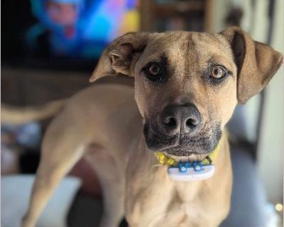 Daisy - Female Puppy Mountain Cur mix for Adoption