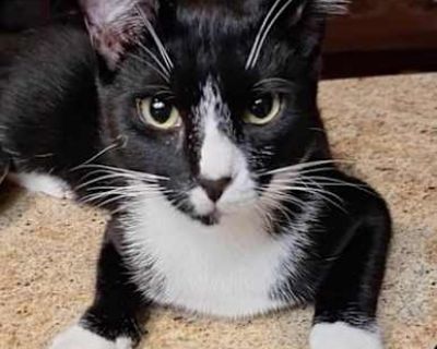 Basil - Domestic Shorthair Male Cat for Adoption
