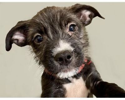 CANDY ROX - Irish Terrier Female Puppy for Adoption