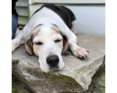 Papa - Beagle/Hound (Unknown Type) Mix Male Dog for Adoption