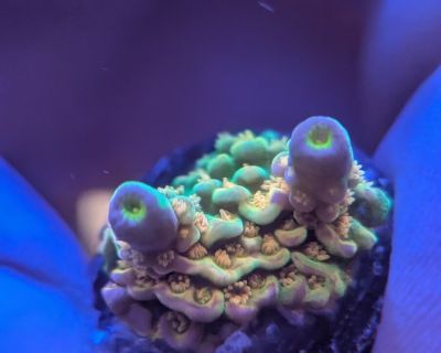 Walt Disney $125 Homewrecker $125 Cherry bomb $100 Pink highlighter $100 Goofy homewrecker $125 Gumdrop $100 Princess peach $85 Palmers blue milli $80 Solar flare $80 Pink Floyd $75 Merlin staff $75 Flaming unicorn $85 Confetti $75 Hellboy $75 Free shipping over $375 Standard DOA applies