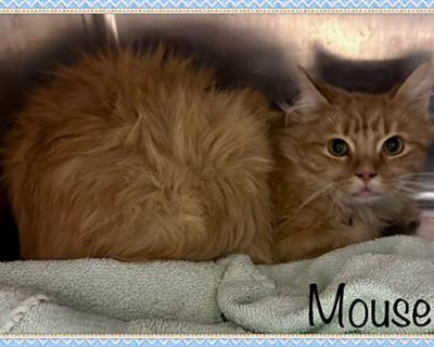 MOUSE - Domestic Longhair Female Cat for Adoption