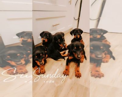 Puppers - Doberman Pinscher Male Puppy for Adoption