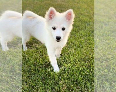 Dixie Lynne - American Eskimo Dog Female Adult Dog for Adoption