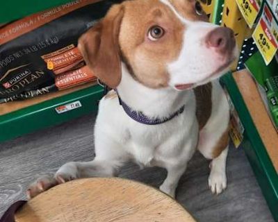 Amy - Australian Shepherd/Labrador Retriever Mix Female Dog for Adoption