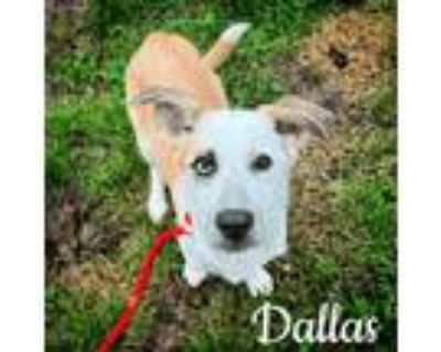 Adopt Dallas a Husky, Border Collie
