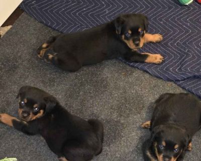 3 Male Rottweiler Puppies for Sale