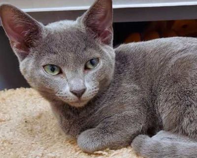 Start your engines, because Greaser is revved up and ready to roll into his forever home! This sleek, dark gray kitten is the smooth operator of his litter confident, charming, and effortlessly cool. With his soft coat and soulful eyes, Greaser has that too cool for school look, but don t let it fool you he s all heart underneath that stylish exterior. Greaser is the peacekeeper of his crew, al...