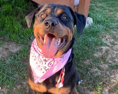 Meka - Rottweiler/Mixed Breed (Medium) Mix Female Dog for Adoption