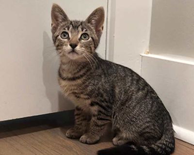 Child. Brown tabby. Rue is your classic cool cat she prefers to observe the world around her with quiet curiosity. While she loves to play and wrestle with her siblings, she's more of a "near you" than "on you" kind of girl. Rue enjoys gentle pets and hanging out in your space, but she'll let you know when she's had enough holding. She's perfect for someone who wants an independent yet affectio...