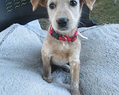 Macy - Blue Heeler/Australian Cattle Dog Mix Female Puppy for Adoption