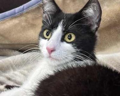 Teeny Tiny Boh - Domestic Mediumhair Female Cat for Adoption