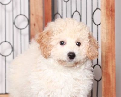 Bichon frise best sale for sale craigslist