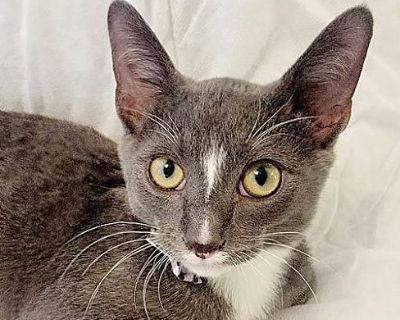 Dusty - Domestic Shorthair Male Cat for Adoption