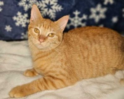 Child. Orange or red. Hair: short. Microchipped. Adoption process DOGS: $100.00 Includes: Spay/Neuter, microchip, all deworming to be parasite free, heartworm testing, heartworm preventative, flea and tick preventative, DA2PPV vaccination, Bordatella vaccination, nail trim/ear cleanings, as well as a FREE health exam and rabies vaccine at participating vet clinics. CATS: $50.00 Includes: Spay/N...