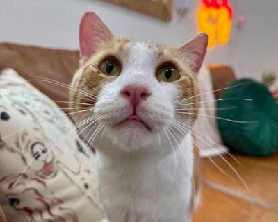 Jelly Roll is a four-year-old orange tabby with a heart as big as his purrs. This affectionate guy is all about love, snuggles, and quality couch time. Whether you're winding down after a long day or just enjoying a quiet morning, Jelly Roll will be right there jumping up to curl in your lap, offering gentle head nudges, and serenading you with soft, soothing purrs. He's confident, sweet, and l...