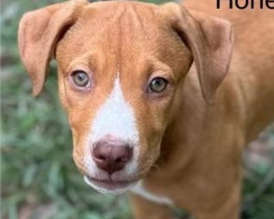 Honey 2 - Black Mouth Cur & German Shepherd Dog Mix Female Puppy for Adoption