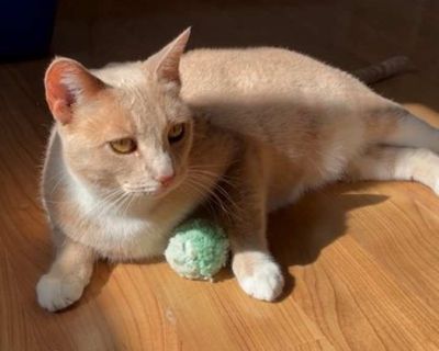 Young. Tan or fawn tabby. Hair: short. Microchipped. Kelly knew she needed to find a home so she picked a senior center where she thought she would get plenty of love and attention. Kelly was persistent and kept trying to find a way to enter the building. Unfortunately, the facility did not allow residents to keep pets but one of the ladies cared a great deal about Kelly and brought her to AALO...