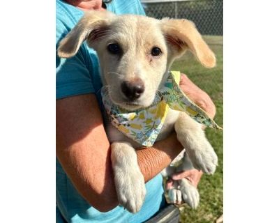 Jocelyn - Labrador Retriever/Mixed Breed (Medium) Mix Female Puppy for Adoption