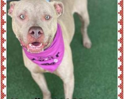 HENRIK - American Pit Bull Terrier/Mixed Breed (Large) Mix Male Dog for Adoption
