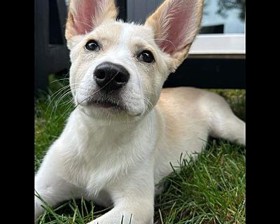 Vector - Shepherd (Unknown Type)/Husky Mix Male Puppy for Adoption