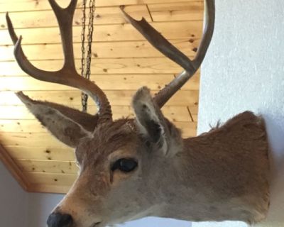 Real deer head