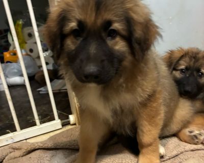 Meet Soccer, an adorable German Shepherd mix puppy with a big heart and an even bigger personality. Expected to grow into a medium to large dog, he's already showing all the charm and confidence of a future best friend. Soccer is a cuddle champion who loves giving kisses and staying close to his people. He's playful, adventurous, and always ready for fun - especially when his sister, Tennis, is...