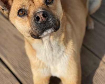Brown - French Bulldog/Jindo Mix Male Dog for Adoption