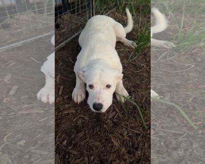 Axel - Anatolian Shepherd Mix Male Adult Dog for Adoption