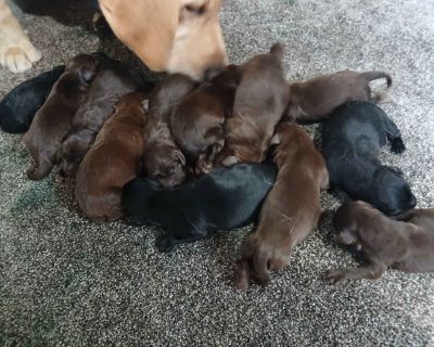 6 Male and 6 Female Labrador Retriever Puppies for Sale