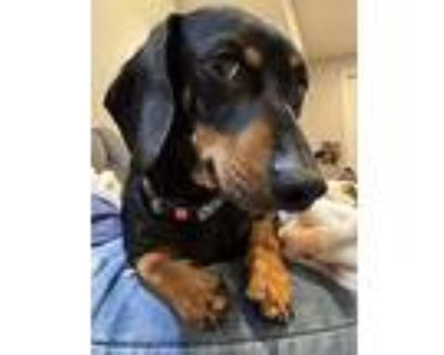 Arthur (bonded With Lucy11), Dachshund For Adoption In Brookfield, Connecticut