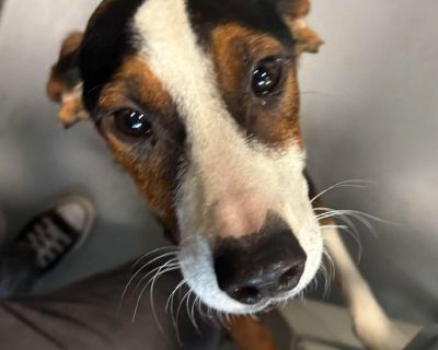 Health Vaccinations up to date.. Puppy Male Small Black , Brown / Chocolate