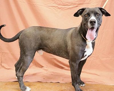 Apollo - Cane Corso/Jack Russell Terrier Mix Male Dog for Adoption